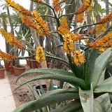 Aloe marlothii (almost spineless) ©JLcoll.4874.jpg